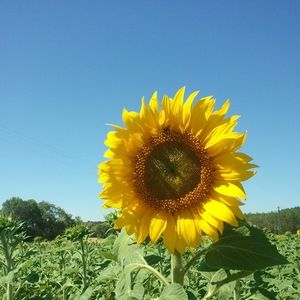 Meet your Posher, F.